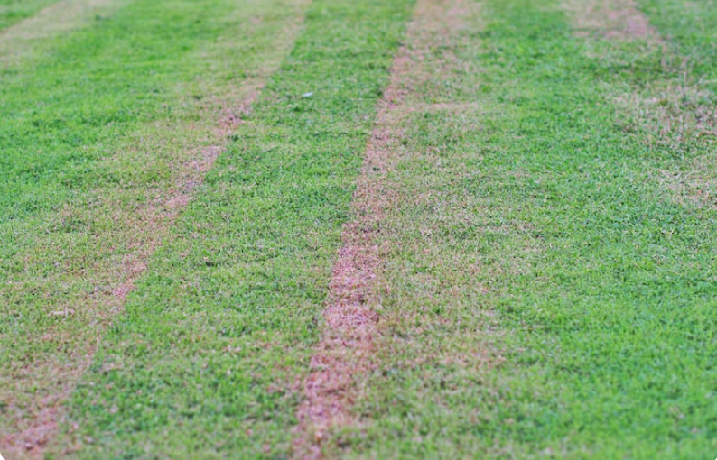 Mengapa Finishing Lapangan Rumput Jauh Lebih Kompleks? 12 mengapa-rumput-lapangan-lebih-rumit-dibanding-finishing-lapangan-lain-sportflooring.id